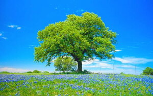 G敗 ǎ|X^[ (͂V[) XJ̉ Ƒ؂ƉԔ uhEqVX Ԕ LN FLGD-005W1 (Ch 921mm×576mm) { EH[XebJ[ C|X^[