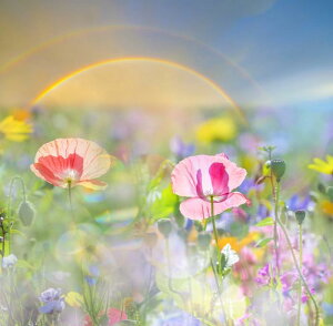 G敗 ǎ|X^[ (͂V[) |s[ ƃ|s[̃NX^ȃn[j[ qiQV  t[ Ԕ LN FPPY-004S1 (606mm×594mm) { EH[XebJ[ C|X