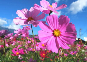 G敗 ǎ|X^[ (͂V[) RXX H ALUN sN IW  Ԕ t[ LN FCMS-004A1 (A1 830mm×585mm) { EH[XebJ[ C|X^[