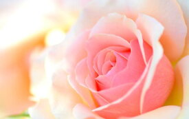 楽天市場 バラ の 花 壁紙の通販