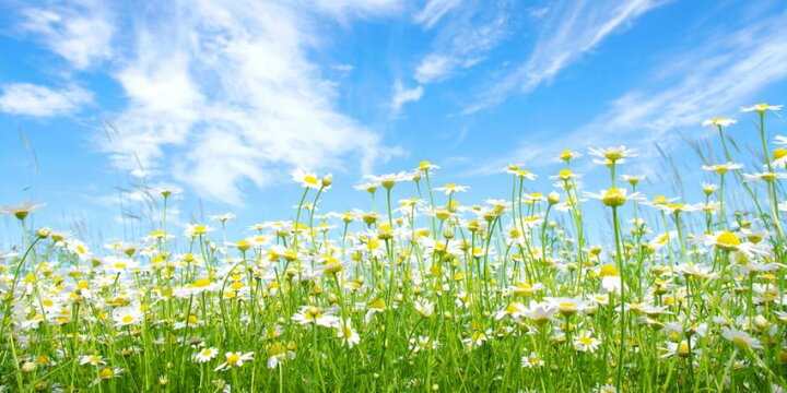 楽天市場 絵画風 壁紙ポスター はがせるシール式 カモミールと青空 花畑 フラワーガーデン パノラマ キャラクロ Flgd 103s1 1152mm 576mm 日本製 ウォールステッカー お風呂ポスター レアルインターショップ