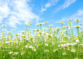 楽天市場 壁紙 花畑の通販