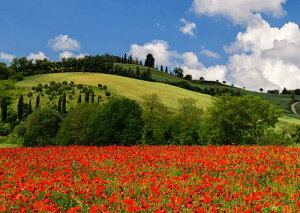 G敗 ǎ|X^[ (͂V[) gXJ[i̋Ƌuƃ|s[ C^A Ԕ t[K[f LN FLGD-012A1 (A1 830mm×585mm) { EH[XebJ[ C|X^