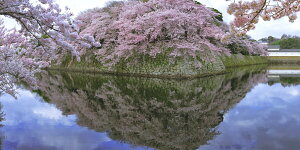 G敗 ǎ|X^[ (͂V[) {̖AFx̌ȍ  iX|bg LN M-SKR-002S1(pm}S 1152mm×576mm){ EH[XebJ[ C|X^