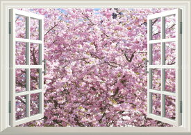 絵画風 壁紙ポスター (はがせるシール式) -窓の景色- 満開のさくら 桜の景色 八重桜 サクラ 開花 お花見 【窓仕様／トリックアート】 キャラクロ FSKR-013MA1 (A1版 830mm×585mm) ＜日本製＞ ウォールステッカー お風呂ポスター