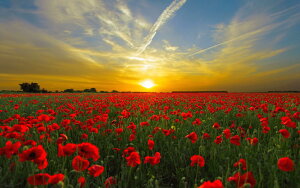 G敗 ǎ|X^[ (͂V[) l v [z [Ă TZbg Ԕ LN SSST-004W2 (Ch 603mm×376mm) { EH[XebJ[ C|X^[