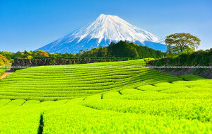 G敗 ǎ|X^[ (͂V[) y㉺2dlz-n̎B- V΂O~A{̐V̒ƕxmR̐i Éxmssʐ^/YYt LN C-ZJP-011L1W (pm