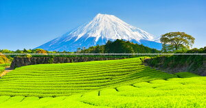 絵画風 壁紙ポスター (はがせるシール式) 【特大上下2枚仕様】-地球の撮り方- 新緑の絨毯、今宮の新芽の茶畑と富士山の絶景 静岡県富士市《写真家/糸氏雄一郎》 キャラクロ C-ZJP-011X1W (パノ