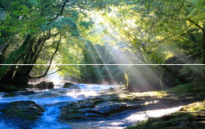 G敗 ǎ|X^[ (͂V[) y㉺2dlz-n̎B- ̃V[Ɣ̐AerkJ̐i F{erssʐ^/YYt LN C-ZJP-021L1W (