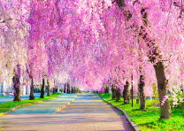しだれ桜 絵画の通販