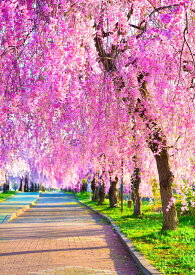 楽天市場 桜 壁紙 壁紙 装飾フィルム インテリア 寝具 収納の通販 楽天市場 桜 壁紙 壁紙 装飾フィルム インテリア 寝具 収納の通販