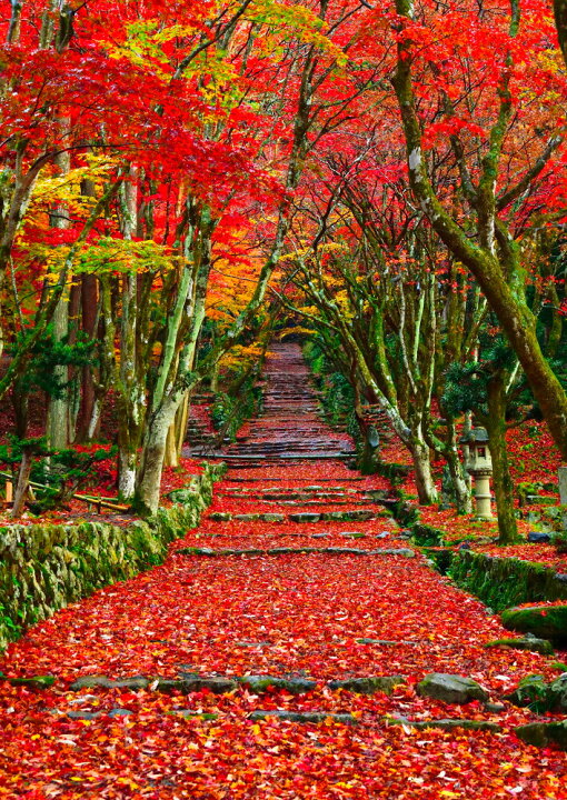 楽天市場 絵画風 壁紙ポスター はがせるシール式 地球の撮り方 広がる赤もみじの絨毯 滋賀県の鶏足寺の紅葉 日本の絶景 キャラクロ C Zjp 090a2 版 4mm 594mm 建築用壁紙 耐候性塗料 インテリア レアルインターショップ 楽天市場 絵画風 壁紙ポスター はがせるシール式 地球の撮り方 広がる赤もみじの絨毯 滋賀県の鶏足寺の紅葉 日本の絶景 キャラクロ C Zjp 090a2 版 4mm 594mm 建築用壁紙 耐候性塗料 インテリア レアルインターショップ