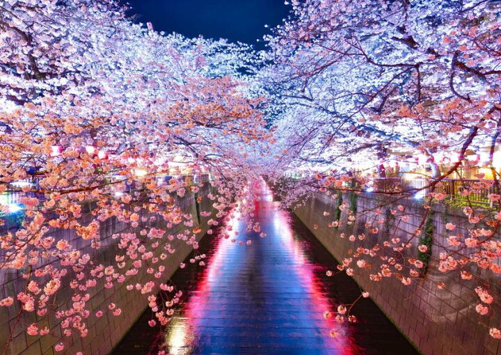 楽天市場 絵画風 壁紙ポスター はがせるシール式 地球の撮り方 輝く川面 東京都目黒川の夜桜ライトアップ さくら 桜 絶景スポット キャラクロ C Zjp 007a1 A1版 0mm 585mm 建築用壁紙 耐候性塗料 インテリア レアルインターショップ