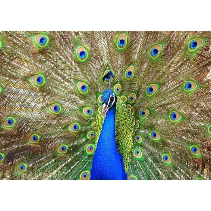 楽天市場 絵画風 壁紙ポスター はがせるシール式 クジャクの飾り羽 孔雀 クジャク 芸術の羽 青緑 藍色 鳥 キャラクロ Bkjk 010a2 版 594mm 4mm レアルインターショップ