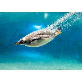 楽天市場 ジェンツーペンギンの通販