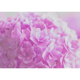 絵画風 壁紙ポスター (はがせるシール式) ピンクのアジサイ 紫陽花 ホンアジサイ ガクアジサイ 花 キャラクロ FAJS-002A2 (A2版 594mm×420mm) ＜日本製＞ ウォールステッカー お風呂ポスター