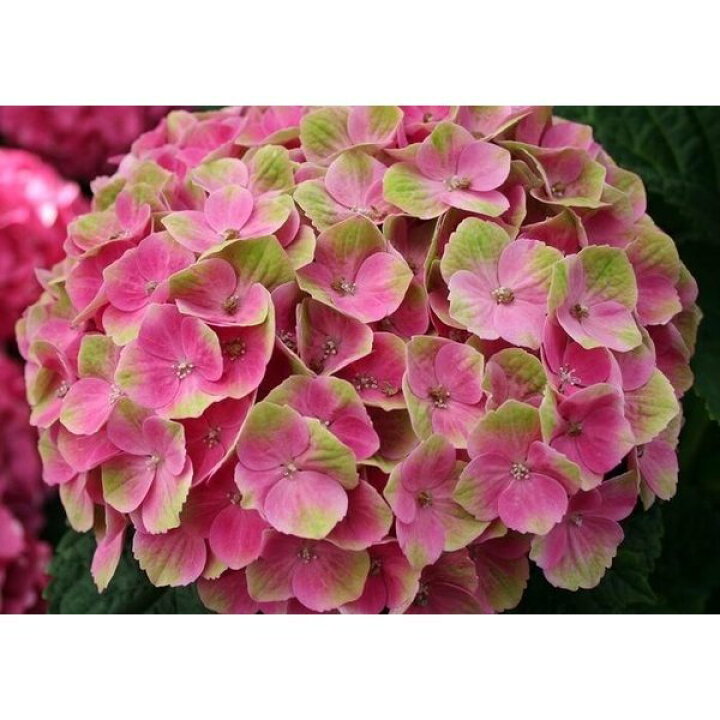 楽天市場 絵画風 壁紙ポスター はがせるシール式 アジサイのピンクの花 紫陽花 ホンアジサイ ガクアジサイ 花 キャラクロ Fajs 005a1 A1版 0mm 585mm レアルインターショップ