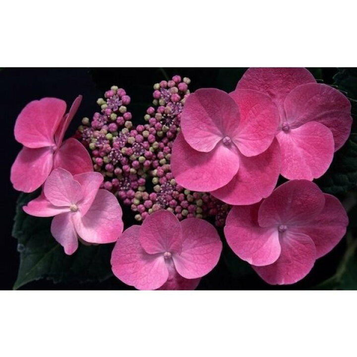 楽天市場 絵画風 壁紙ポスター はがせるシール式 アジサイのピンクの花 紫陽花 ホンアジサイ ガクアジサイ 花 キャラクロ Fajs 006w2 ワイド版 603mm 376mm レアルインターショップ