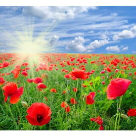 楽天市場 花畑 壁紙の通販