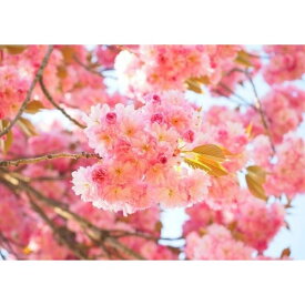 楽天市場 桜 壁紙 壁紙 装飾フィルム インテリア 寝具 収納の通販 楽天市場 桜 壁紙 壁紙 装飾フィルム インテリア 寝具 収納の通販