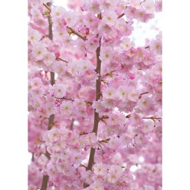 楽天市場 桜 壁紙 壁紙 装飾フィルム インテリア 寝具 収納の通販