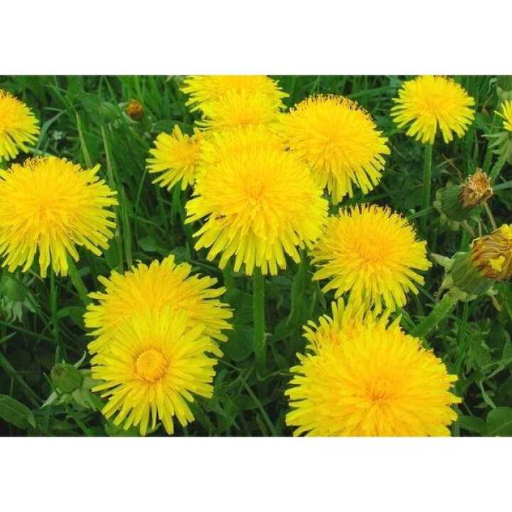 楽天市場 絵画風 壁紙ポスター はがせるシール式 タンポポの花 たんぽぽ キンポウゲ 花畑 蒲公英 ツヅミグサ 鼓草 花 キャラクロ Ftpp 008a2 版 594mm 4mm レアルインターショップ 楽天市場 絵画風 壁紙ポスター はがせるシール式 タンポポの花 たんぽぽ キンポウゲ 花畑 蒲公英 ツヅミグサ 鼓草 花 キャラクロ Ftpp 008a2 版 594mm 4mm レアルインターショップ