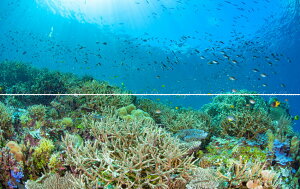 G敗 ǎ|X^[ (͂V[) y㉺2dlz-܂Ƃ̂ȂE- ChlVA WApbg̃TŠQ sʐ^/ΖDt LN S-UWH-002L1W(pm