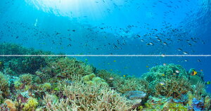 G敗 ǎ|X^[ (͂V[) y㉺2dlz-܂Ƃ̂ȂE- ChlVA WApbg̃TŠQ sʐ^/ΖDt LN S-UWH-002X1W(pm