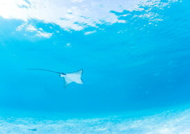 楽天市場 モルディブ 壁紙の通販