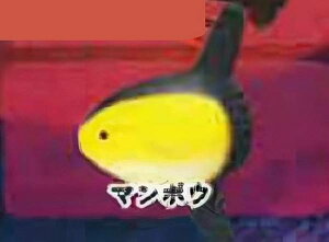 y}{EzCmW ~jtBMARNV `tropical version`