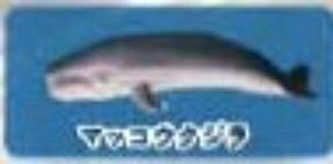 y}bRENWzCmW ~jtBMARNV Diamond Ocean