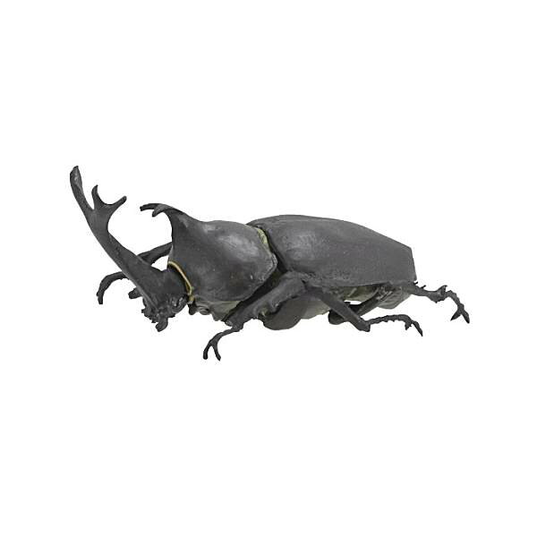 【カブトムシ（黒）】昆虫王