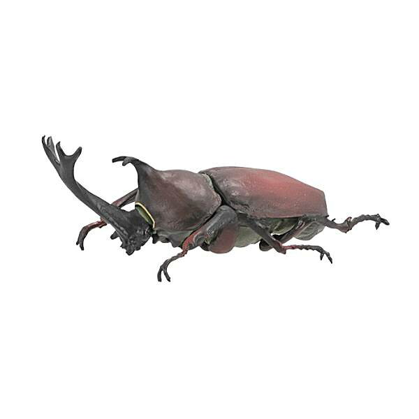【カブトムシ（赤)】昆虫王