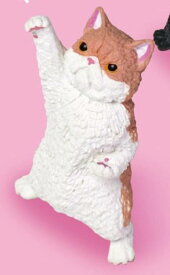 【エキゾチックショートヘア】NYAoooo!! 2