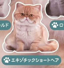 【エキゾチックショートヘア】オトナの空気感 猫のいる日日