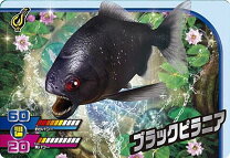 楽天市場】ブラック ダイヤモンド ピラニアの通販