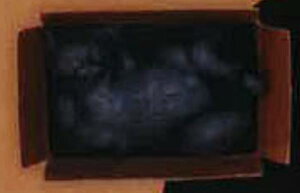 【段ボールにぴったり入る猫 黒猫】猫は液体