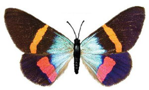 yAJIrG_VNzẺ A}OlbgRNVVol.1