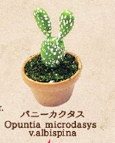 楽天市場】バニーカクタスの通販 