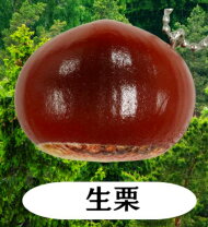 楽天市場】生栗（コレクション｜ホビー）の通販 