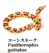 楽天市場】スーパースネークコーンの通販