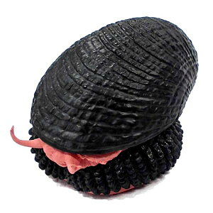 �y�E���R�t�l�^�}�K�C(���X�P)�z�l�C�`���[�e�N�j�J���[MONO PLUS �[�C���� �{�[���`�F�[��&�}�O�l�b�g