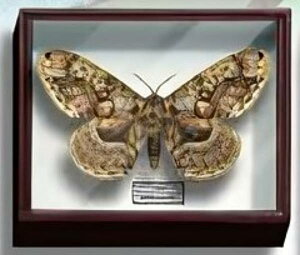 yC{^KzTCGXeNjJ[ hCc}OlbgRNV3