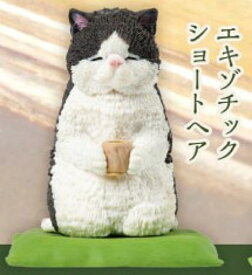 【エキゾチックショートヘア】ほっこり日和 猫