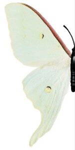 【オオミズアオ】世界の蛾 リアルマグネットコレクションVol.1