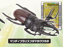 楽天市場】ムシキング マンディブラリスフタマタクワガタの通販