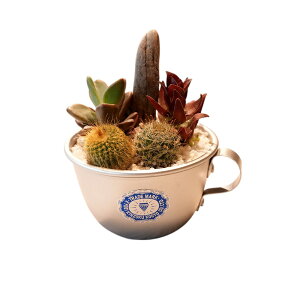 t[MtgZbg / 5 (\񏤕i)1Tԁ`2TԑOɂĔ\@|_C| t[AWg A 񂹐A T{e  Mtg _C uh ̓ v[g 