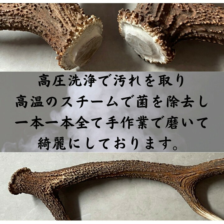 楽天市場】鹿の角 輪切り 10個 3cm×5mm 詰め合わせセット アクセサリー 