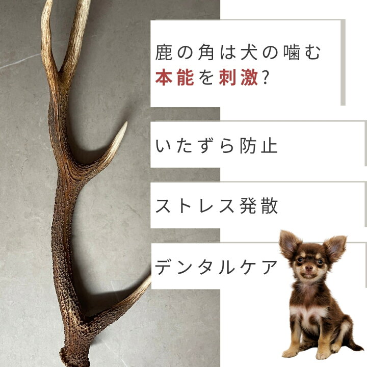 楽天市場】【今季狩猟です】鹿角 犬 半割れ 10センチ 半割り 犬の 