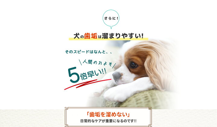 楽天市場】【公式】【マラソン800円OFFクーポン☆4/17 9:59まで】 Dr 